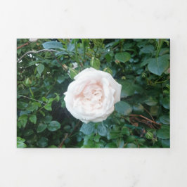 Tríptica Invitación de Boda Rosas Blancas Todo en Uno