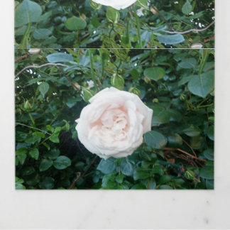Tríptica Invitación de Boda Rosas Blancas Todo en Uno