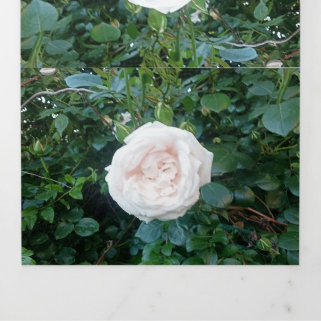 Tríptica Invitación de Boda Rosas Blancas Todo en Uno (Foto de portada)