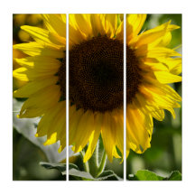 Tríptico - Girasol aislado en campo