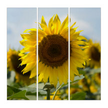 Tríptico - Girasol en el Campo