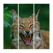 Lynx Mostrando Sus Dientes