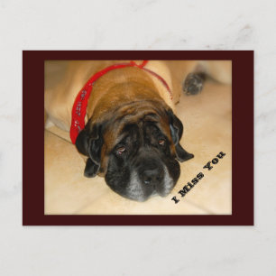 Triste perro malvado inglés te meto la postal
