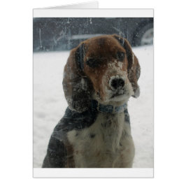 Triste Snowy Beagle Face mirando al interior