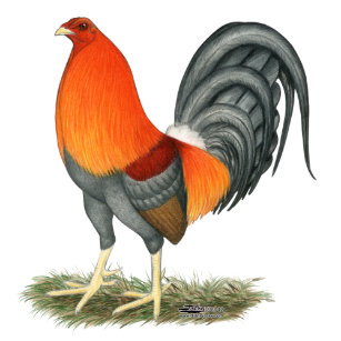 Articulos Gallo Azul Y Materiales De Oficina Zazzle Es