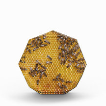 Honey Bee Honeycomb
