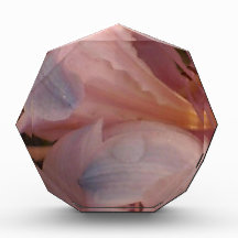 Lirio rosa