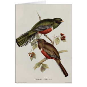 Trogon Collaris