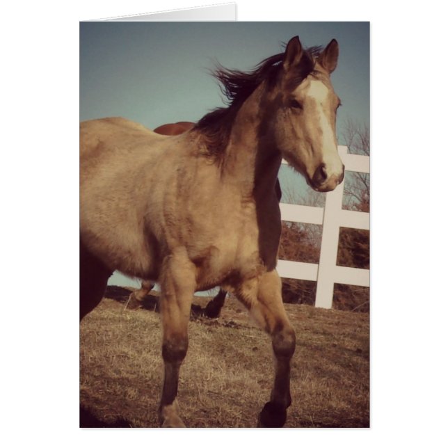 Trompas de caballos de piel negra (Frente)