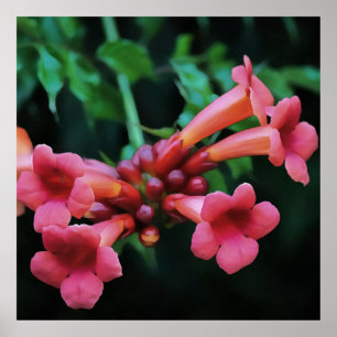Trompeta rosada Castillo de Honeysuckle Arte Botán