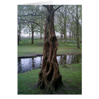 Tronco de árbol de yew con nudos