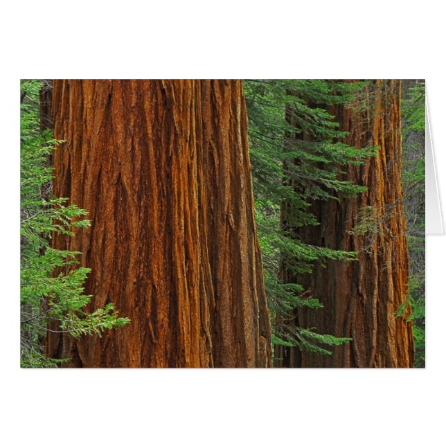 Troncos Sequoia gigantes en el bosque, Yosemite (Anverso (Horizontal))
