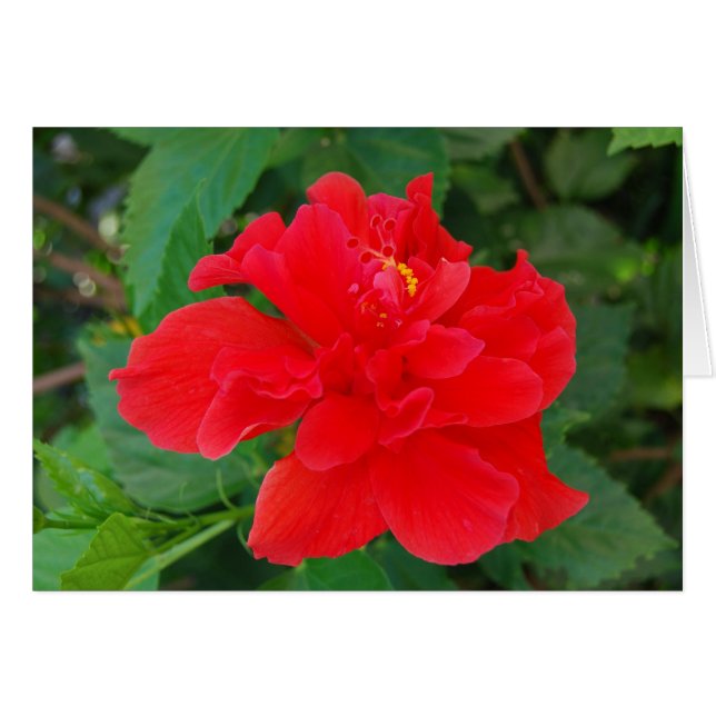 Tropi-Red (Anverso (Horizontal))