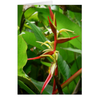 Tropicales de selva tropical