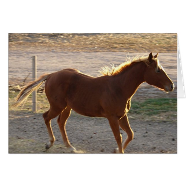 Trot On (Anverso (Horizontal))