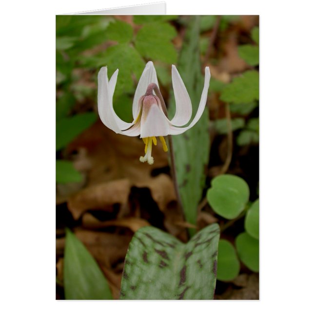 Trout Lily (Frente)