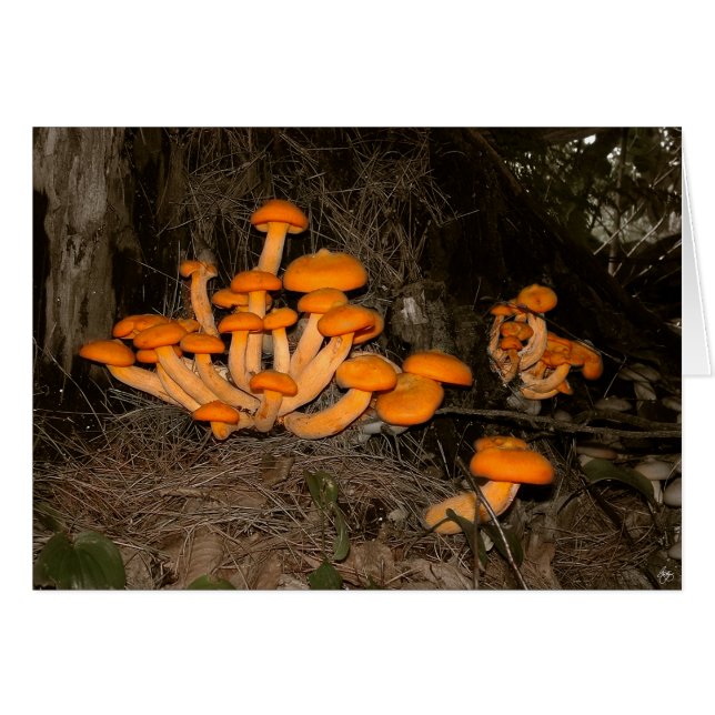 Troya Deep Woods (Anverso (Horizontal))