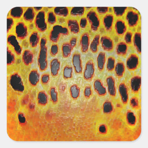 Trucha de Brown - pegatinas