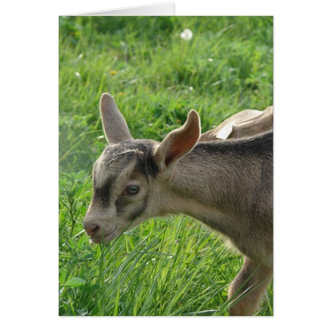 Trueno a la edad de dos semanas (Frente)