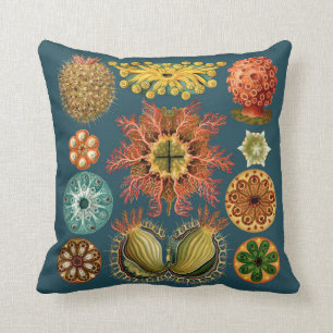 Trullo de la almohada del equinodermo de Haeckel
