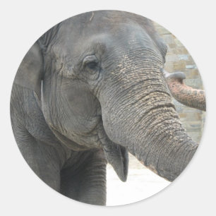 Trumpeando al Pegatina del elefante