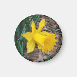 Trumpet Daffodil Pequeño imán redondo