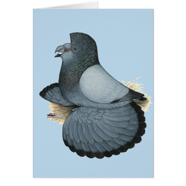Trumpeter Pigeon Blue Barless (Frente)