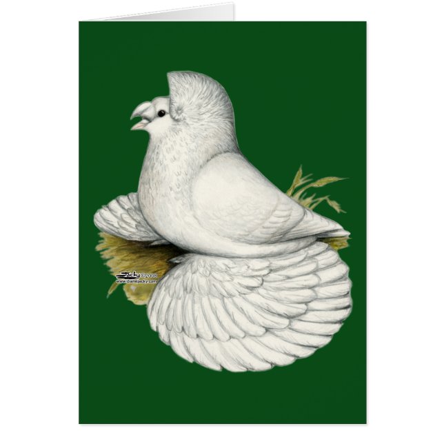 Trumpeter Pigeon White (Frente)
