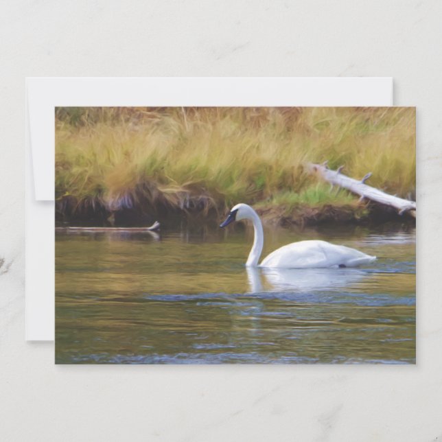 Trumpeter Swan (Anverso)