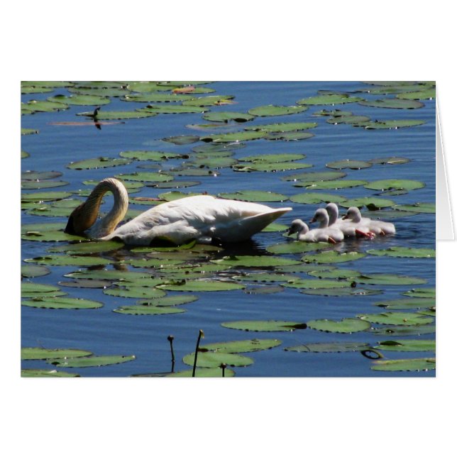 Trumpeter Swan & Cygnets (Anverso (Horizontal))
