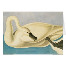 Trumpeter Swan de John James Audubon, ave vintage