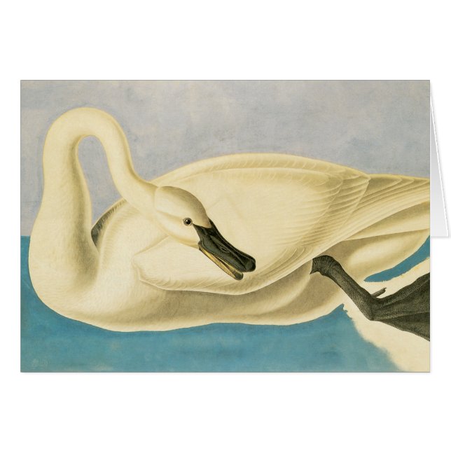 Trumpeter Swan de John James Audubon, ave vintage (Anverso (Horizontal))