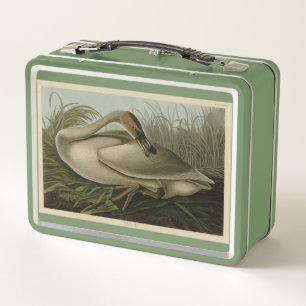 Trumpeter Swan - de los pájaros de Estados Unidos