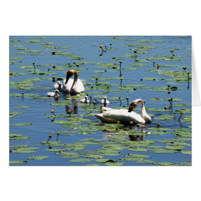 Trumpeter Swans (Anverso (Horizontal))