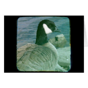 TTV de Canadá de Goose