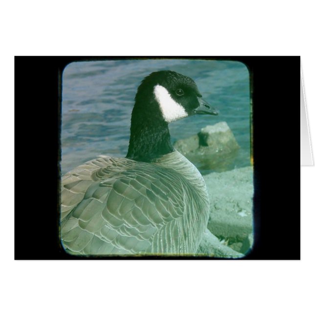 TTV de Canadá de Goose (Anverso (Horizontal))
