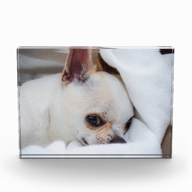 Tu mascota perro cachorro personalizado foto chihu (Anverso)