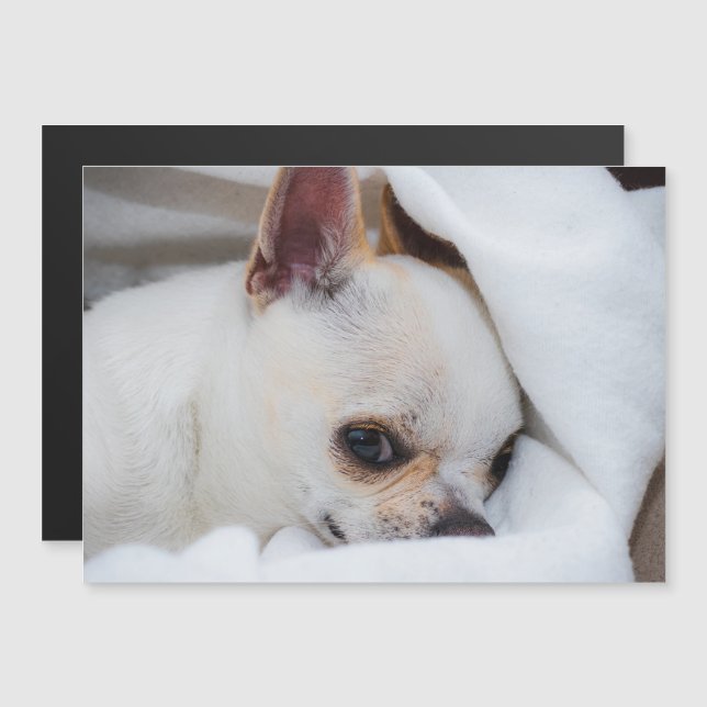 Tu mascota perro cachorro personalizado foto chihu (Anverso/Reverso)