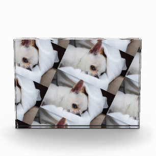 Tu mascota perro cachorro personalizado foto patró