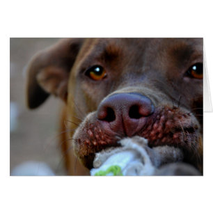 Tubería de cachorro de chocolate de laboratorio