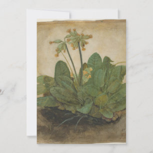 Tubo de galletas por Albrecht Durer
