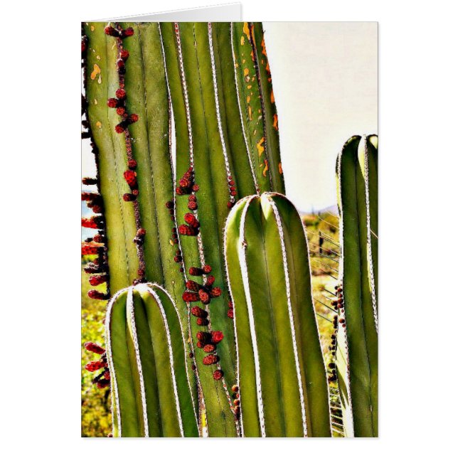 Tubo de la estufa en la floración (Frente)