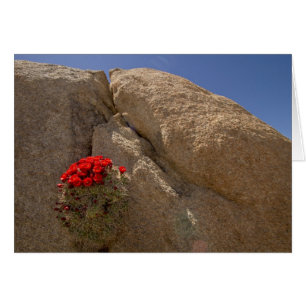 Tubo de macizo de Claret o de Mojave en flor
