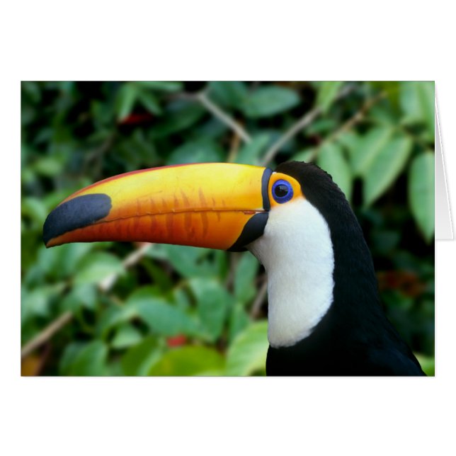 Tucán de Pico Amarillo (Anverso (Horizontal))