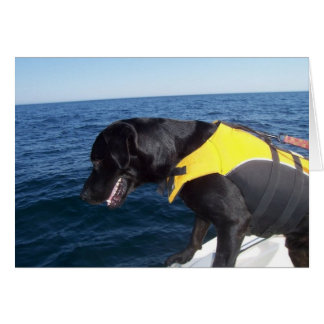 Tucker en los colmillos Labrador de la protección