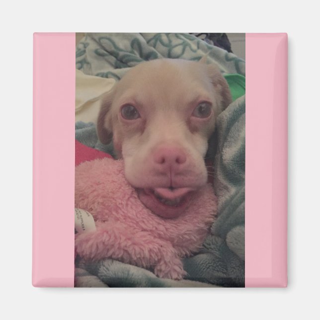 Tucker lleva un imán de acento rosado para goggles (Frente)