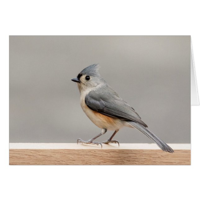 Tufted Titmouse (Anverso (Horizontal))