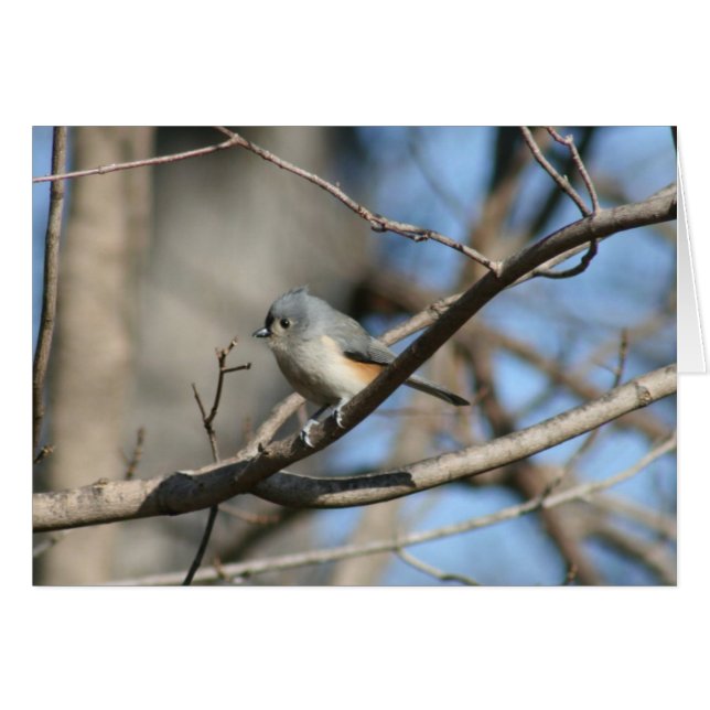 Tufted Titmouse (Anverso (Horizontal))