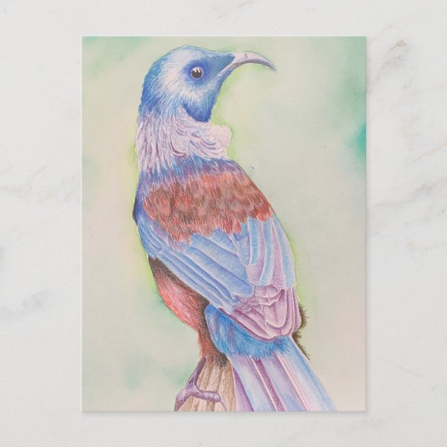 Tui - postal (Anverso)