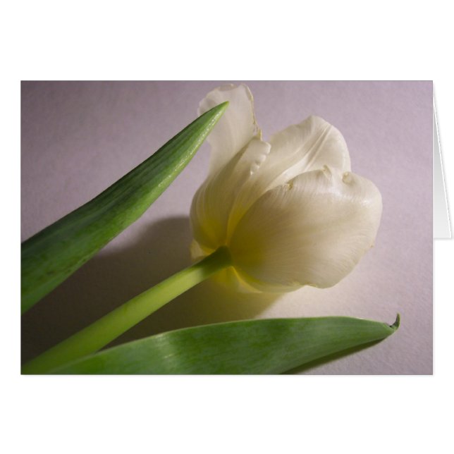 Tulip (Anverso (Horizontal))